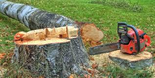 How Our Tree Care Process Works  in  Rossmoor, CA
