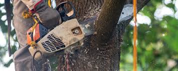 Best Tree Disease Treatment  in Rossmoor, CA