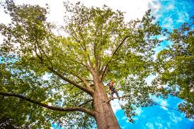 Best Tree Trimming and Pruning  in Rossmoor, CA