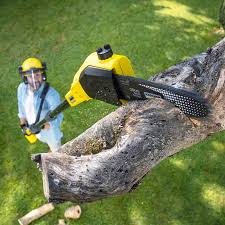 Best Palm Tree Trimming  in Rossmoor, CA
