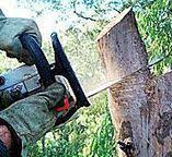 Best Tree Health Inspection  in Rossmoor, CA