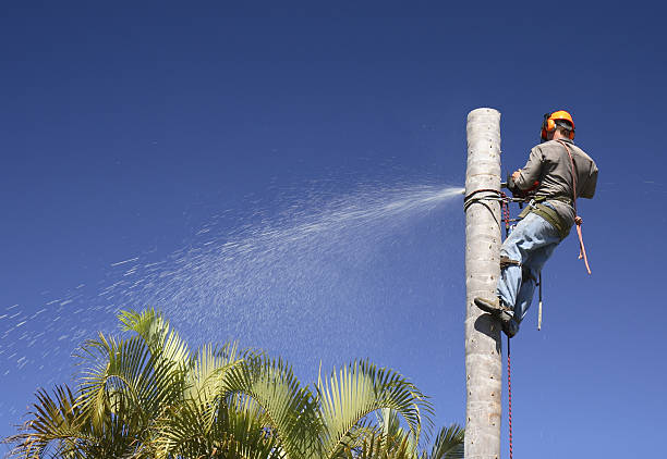 Best Lawn Maintenance Plans  in Rossmoor, CA