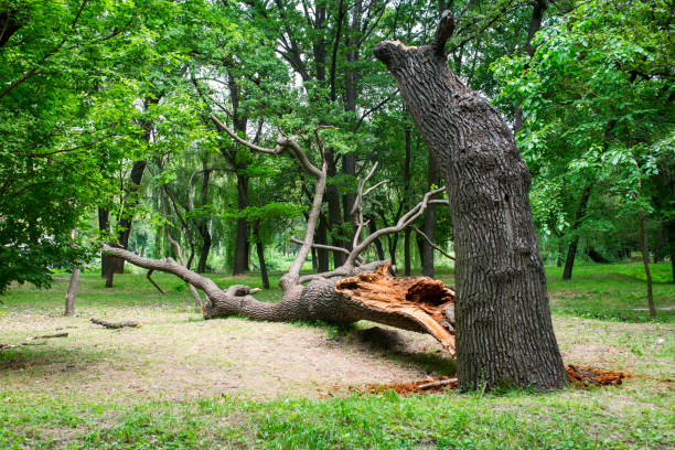 Professional Tree Care in Rossmoor, CA