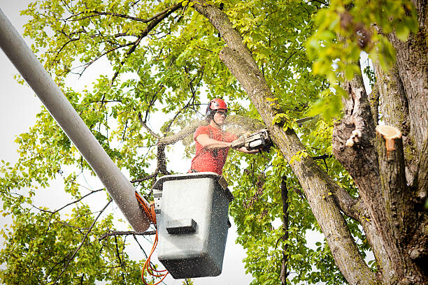 Best Seasonal Cleanup (Spring/Fall)  in Rossmoor, CA