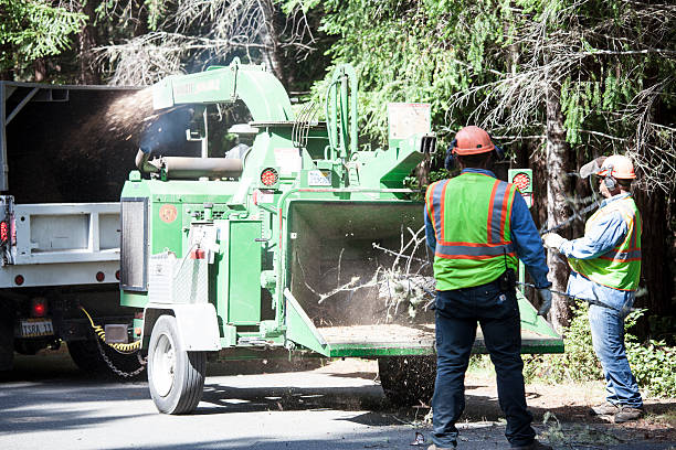 Best Tree and Shrub Care  in Rossmoor, CA