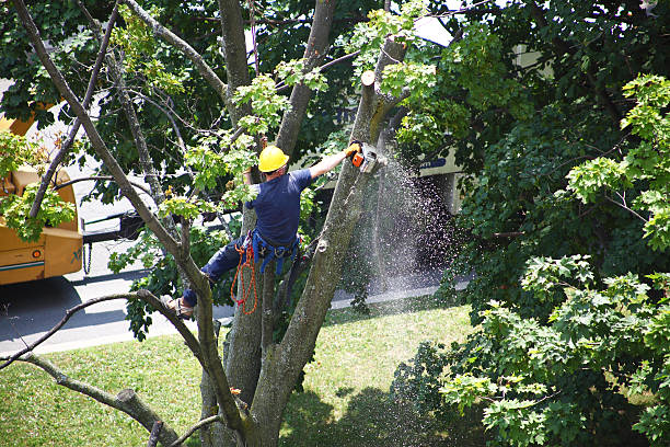 Best Weed Control  in Rossmoor, CA