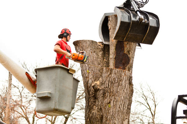 Best Utility Line Clearance  in Rossmoor, CA